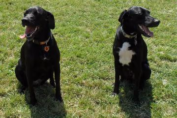 Tarleton Park Off Leash Area